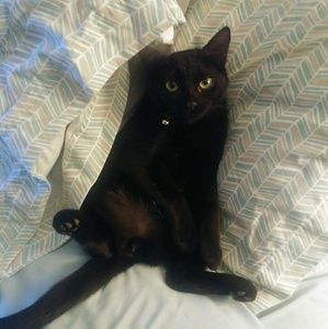 Meet your Posher, Sam